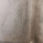 Homes insulated in government scheme go mouldy