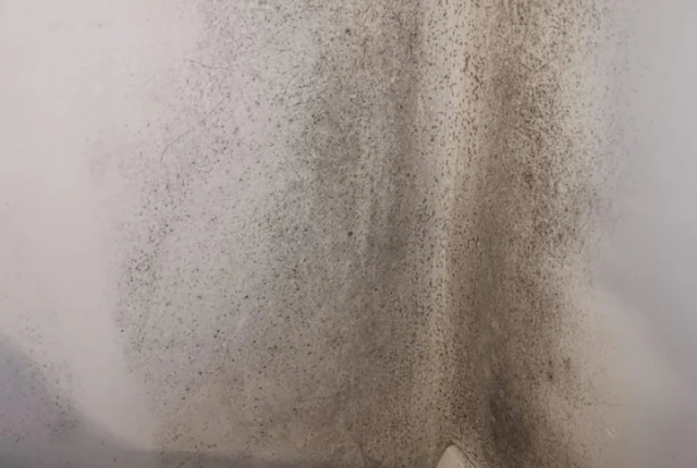 Homes insulated in government scheme go mouldy